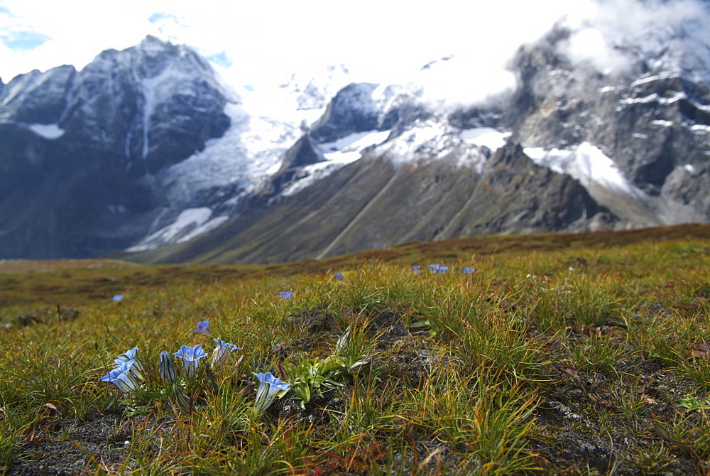 Tibetan  Mountain and Clouds. Flowers, Himalayas, Tibet.