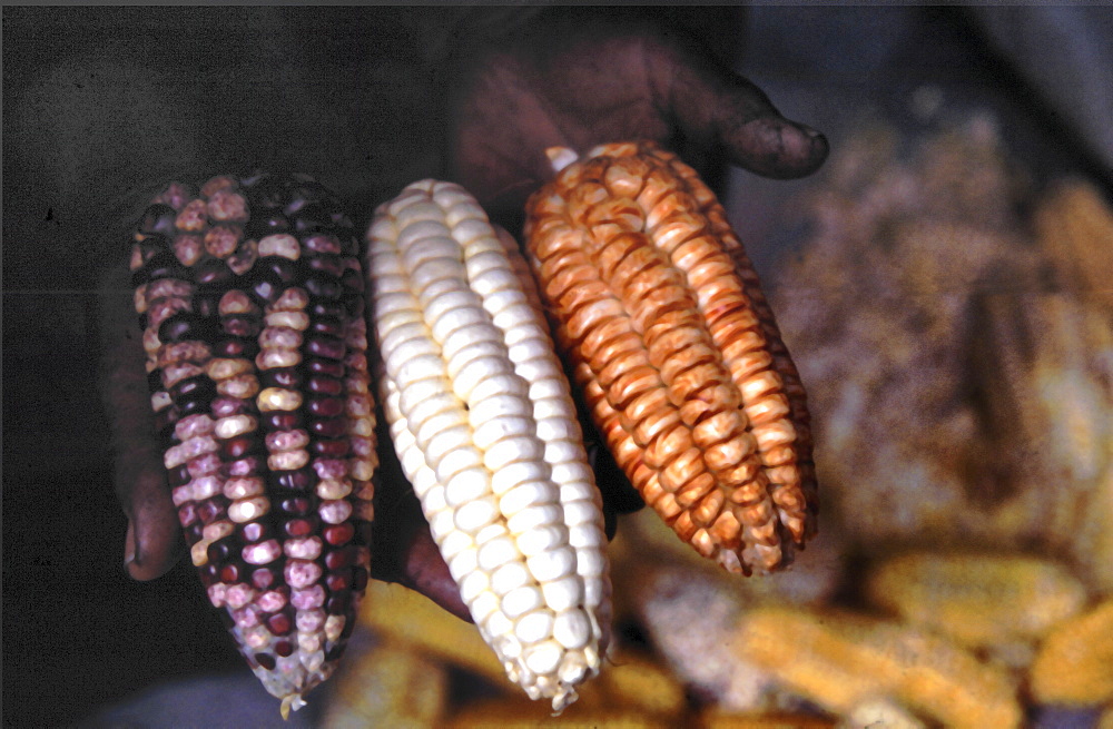 Maize. Hands holding different maize variety's, Nepal.