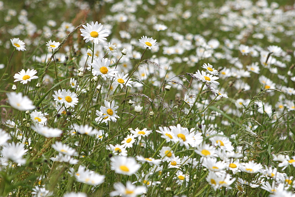 Daisies. Meadow Flowers, Devon Field.