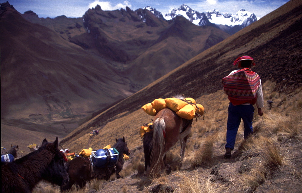 Peru -  Trek horses. Inca Trail near Machu Picchu. 