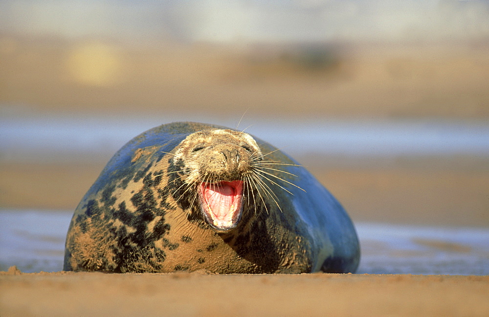 grey seal: halichoerus grypus cow yawning eastern england, uk