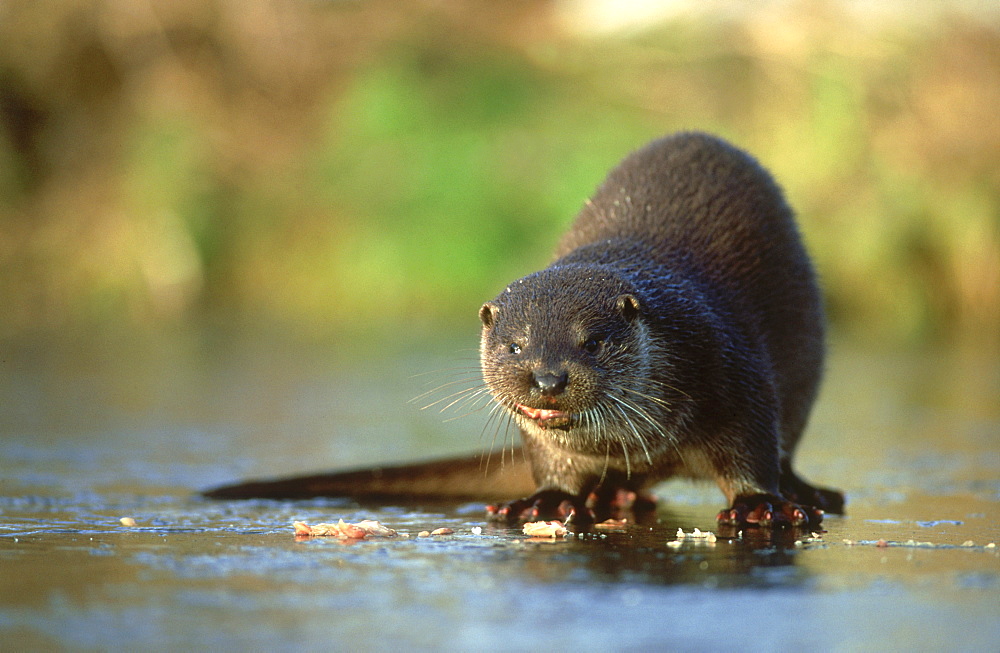 otter: lutra lutra december. on icy pond otterpark, aqualu tra, nl