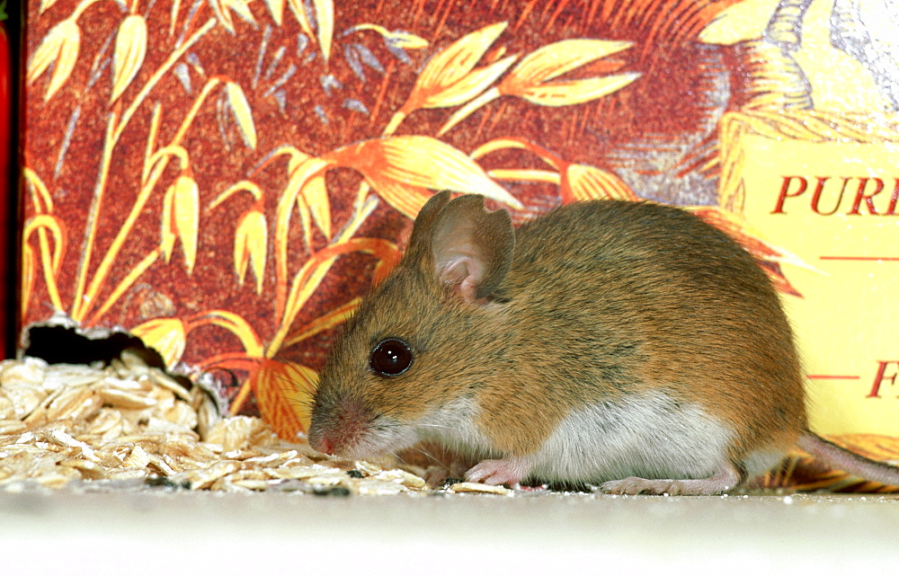 long-tailed field mouse: apodemus sylvaticus in domestic pa ntry brechin, angus, scotland