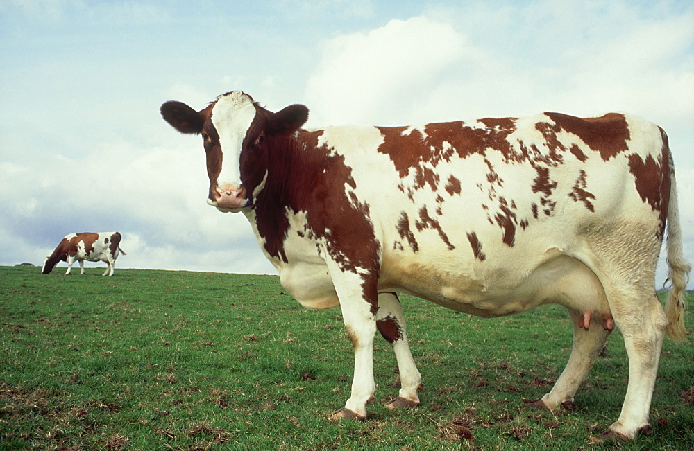 domesticated cattle: bos taurus breed. ayrshire carcary, a ngus, scotland