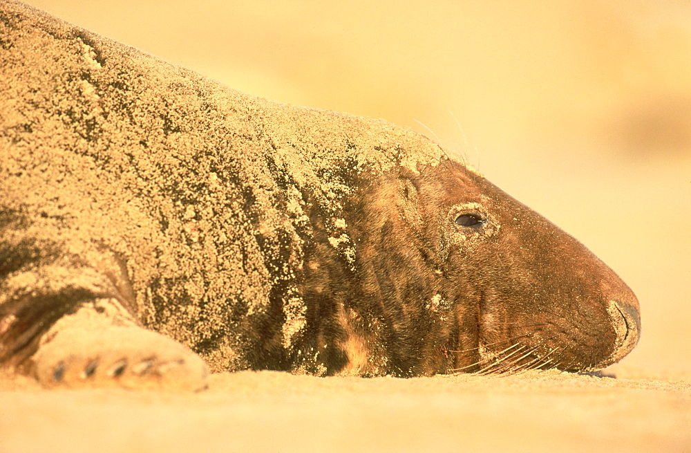 grey seal: halichoerus grypus bull, sand-level portrait ea stern england, u.k.