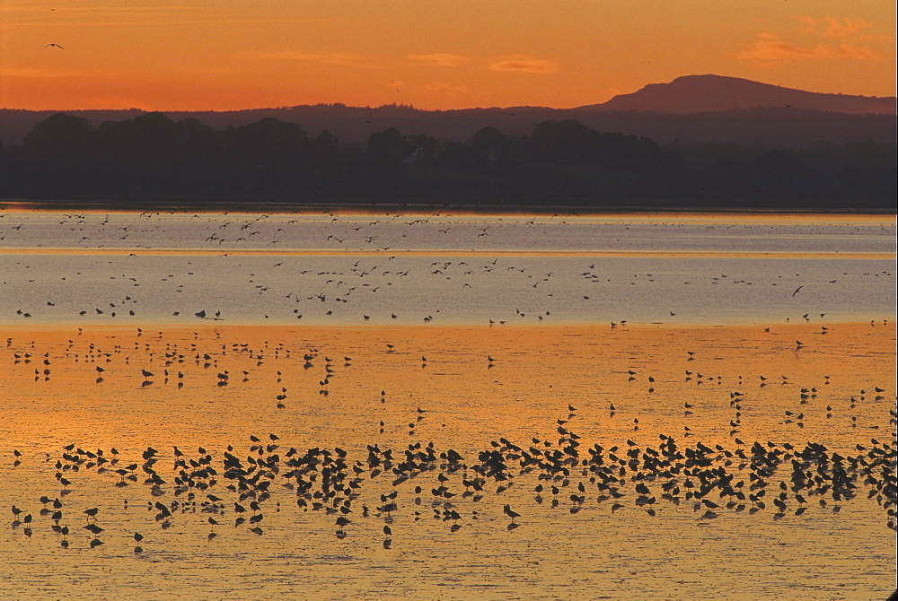 mudflats waders assembling on mud after high tide. montrose basin angus scotland