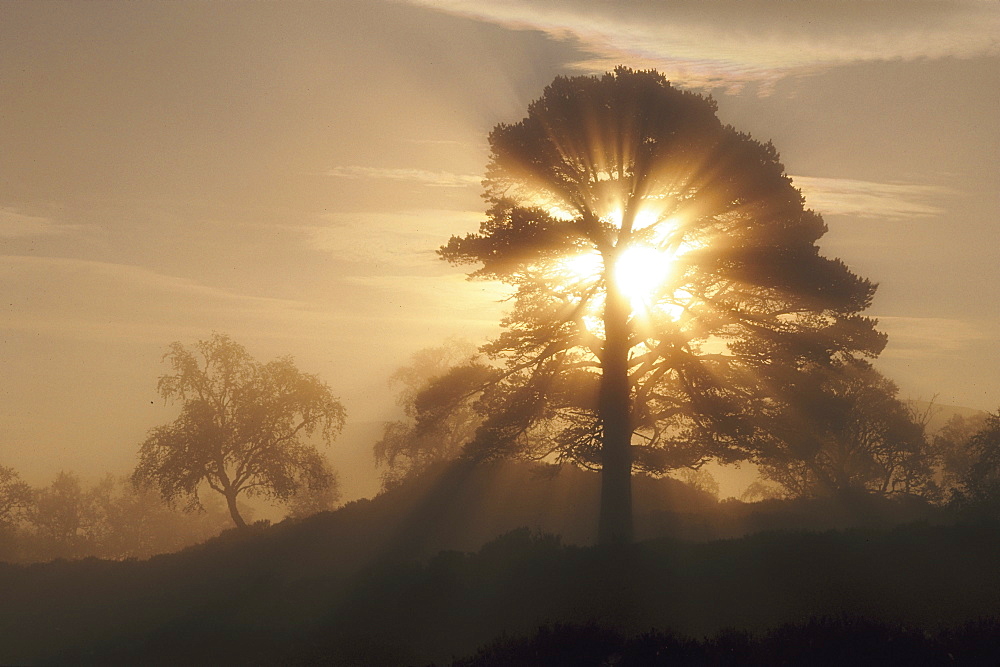 scots pine pinus sylvestris in morning mist glen affric, inverness-shire