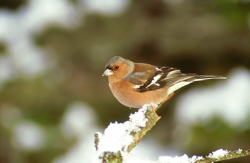 chaffinch: fringilla coelebs male  perthshire, scotland