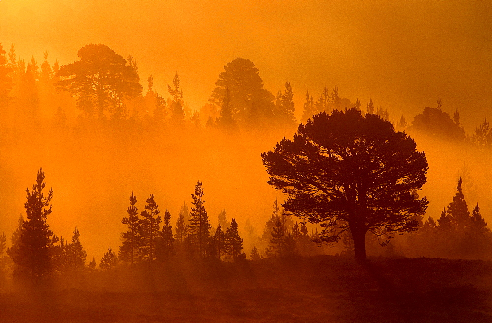 scots pine