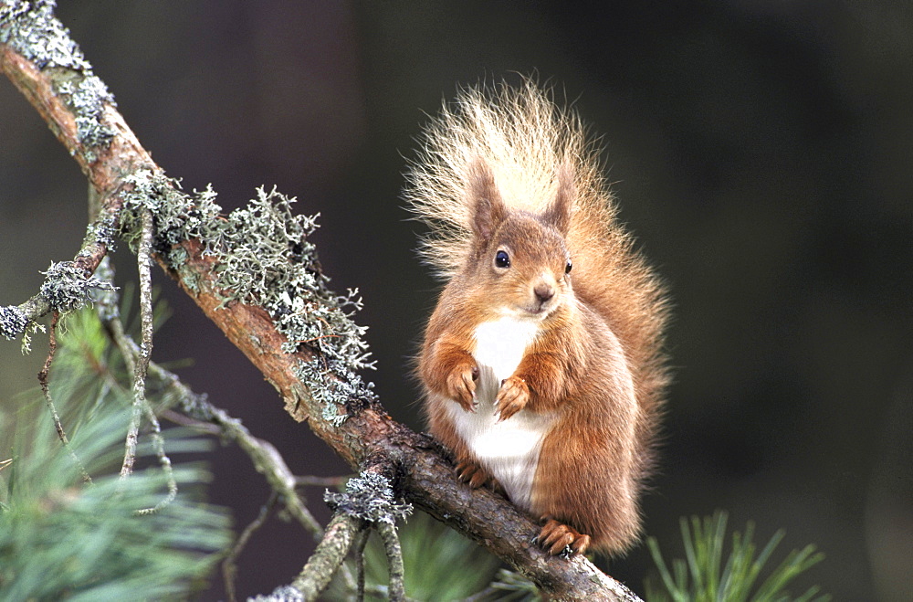 Red squirrel, Sciurus vulgaris, Meikleour, Perthshire, Scotland