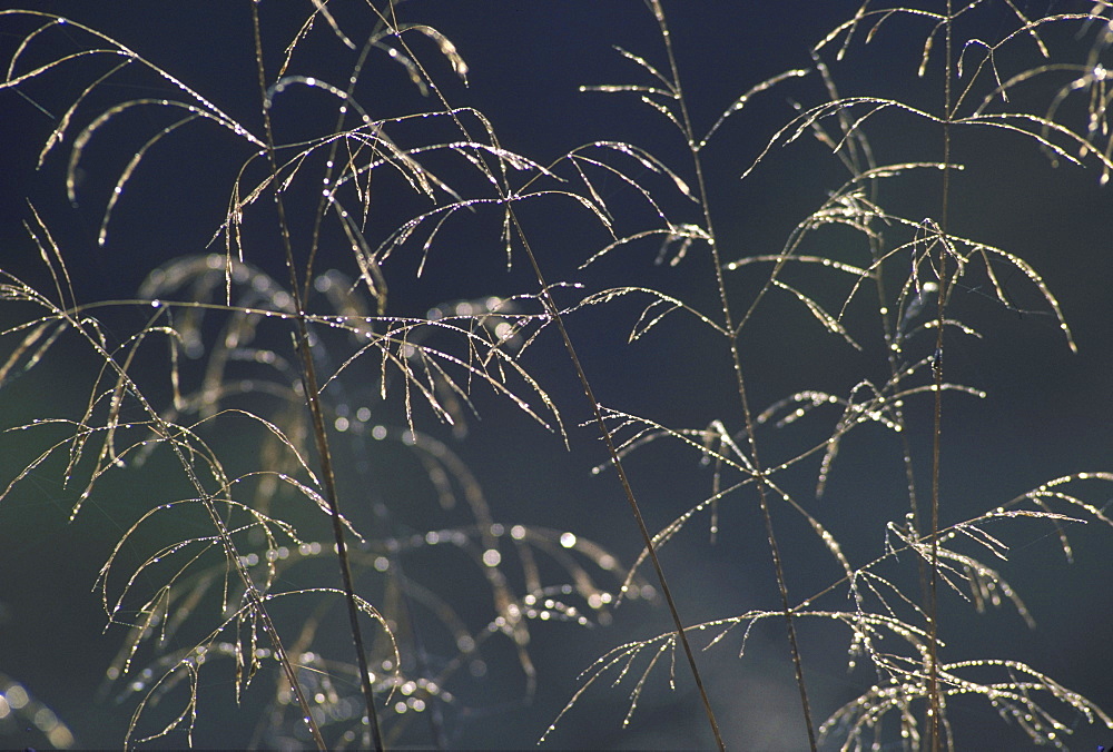 wavy hair grass