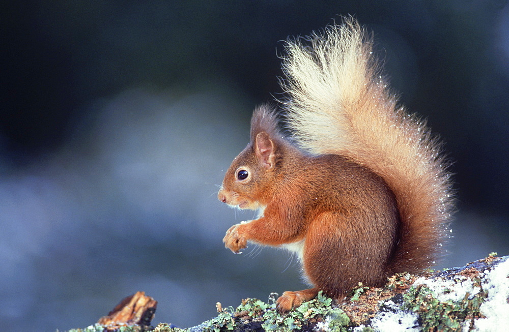 red squirrel: sciurus vulgaris in winter perthshire, scotl and