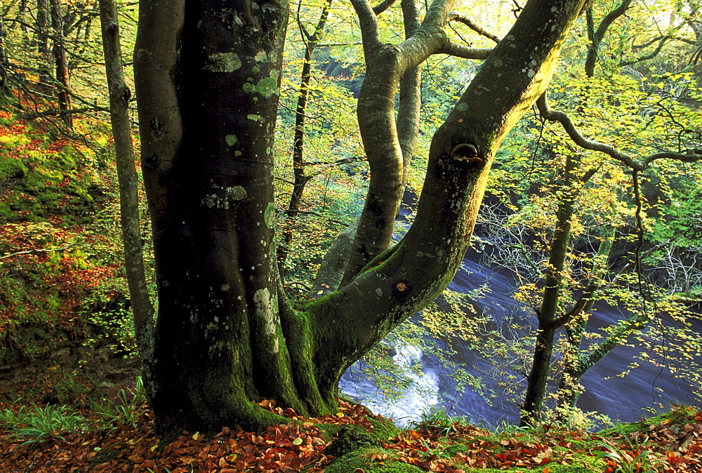 beech fagus sylvatica october edzell, angus, scotland