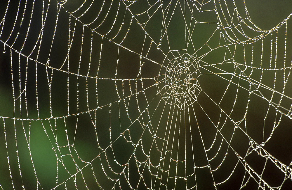 cobwebs aviemore, inverness-shire, , scotland.