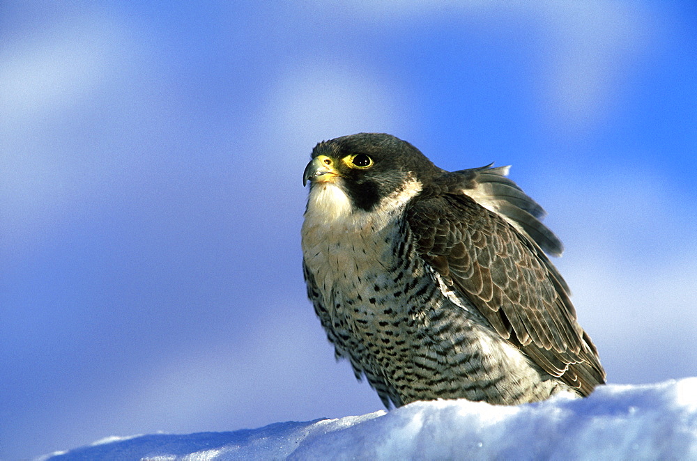 peregrine falcon, falco peregrinus, scottish race, male sitting on bank on scottish borders