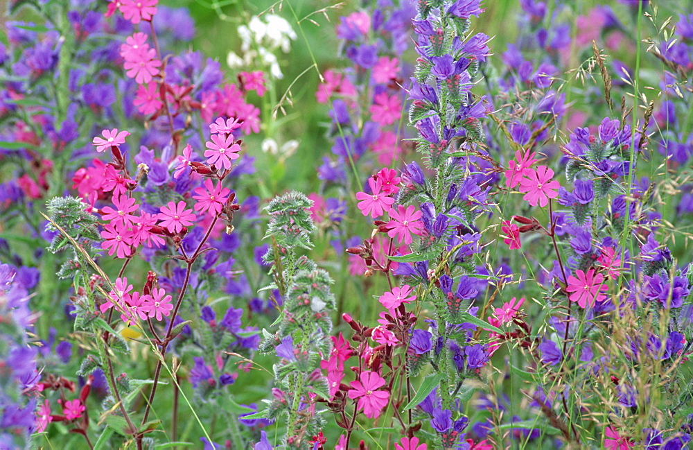 Wild flower meadow with vipers bugloss and red campion. Scotland, UK