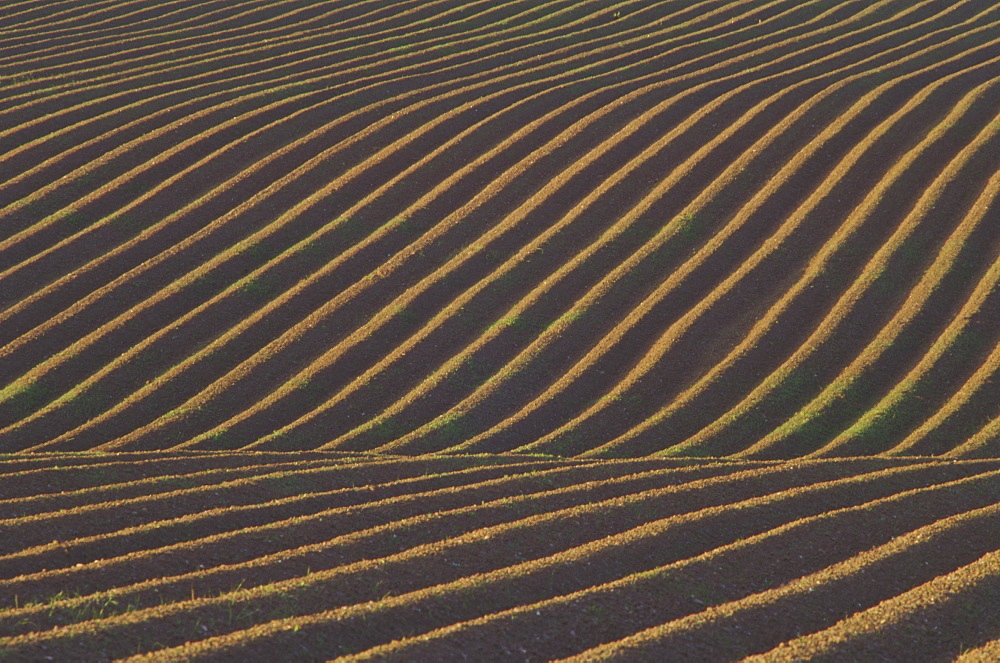 agricultural crops potato drills montrose, angus, , scotland