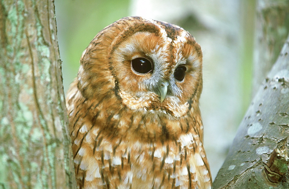 tawny owl (c): strix aluco watching from fork in tree dalk eith, scotland