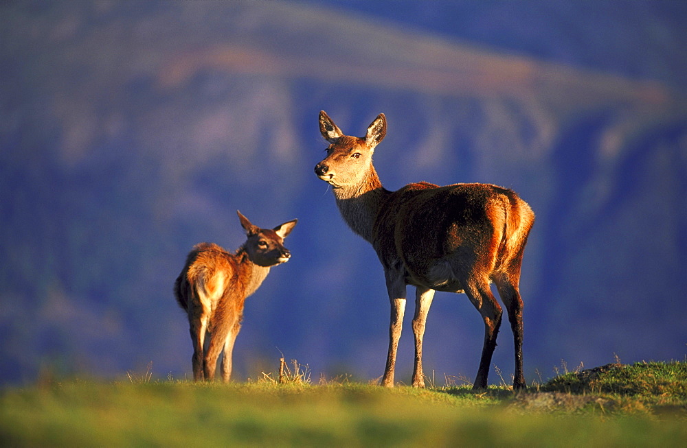 red deer cervus elaphus hind and calf kingussie,scotland