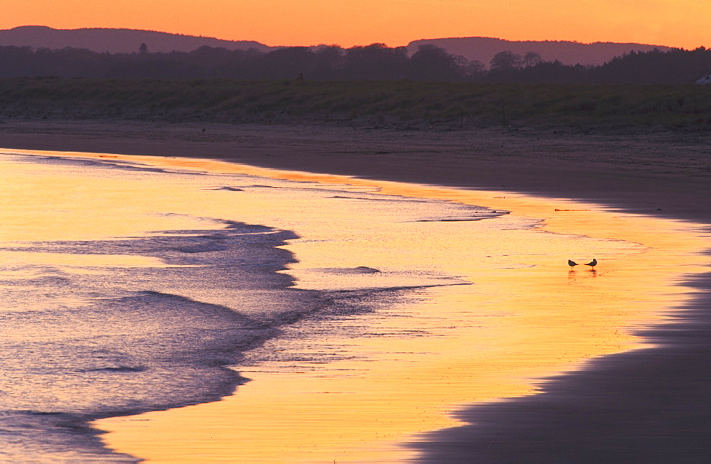 beach, dusk scottish coastlines st cyrus nnr