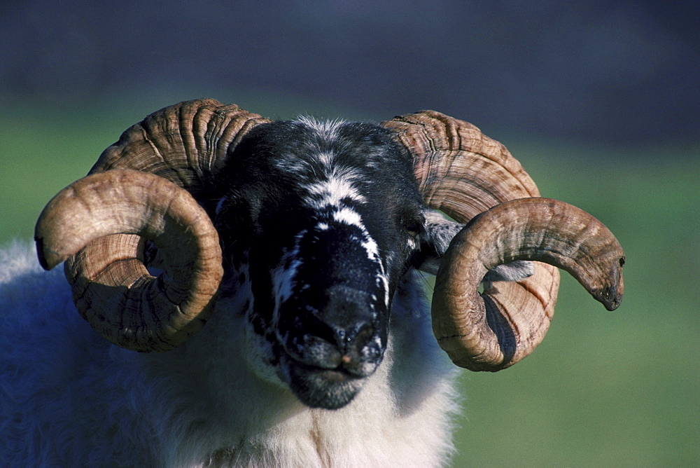 black-face sheep, ovis aries, breeding male, skye, scotland