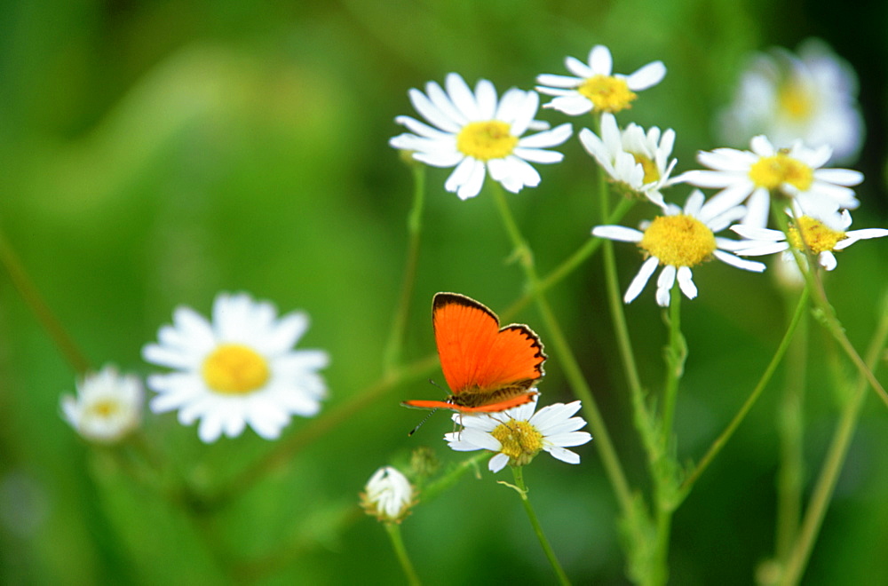 large copper butterfly