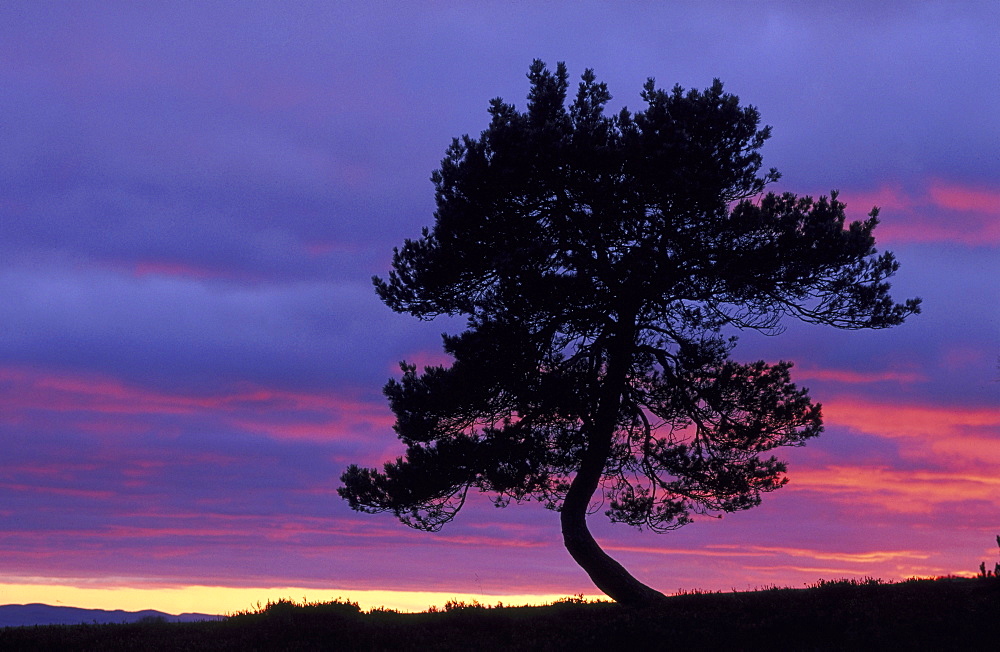 scots pine, pinus sylvestris, at dusk, glen lethnot, angus, scot.