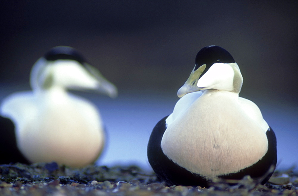 eider: somateria mollissima male montrose, scotland