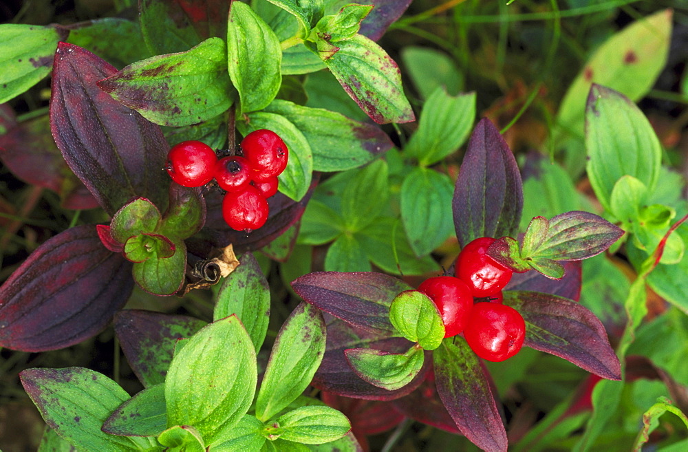 dwarf cornel, cornus suecica, berries, august, trondheim, norway