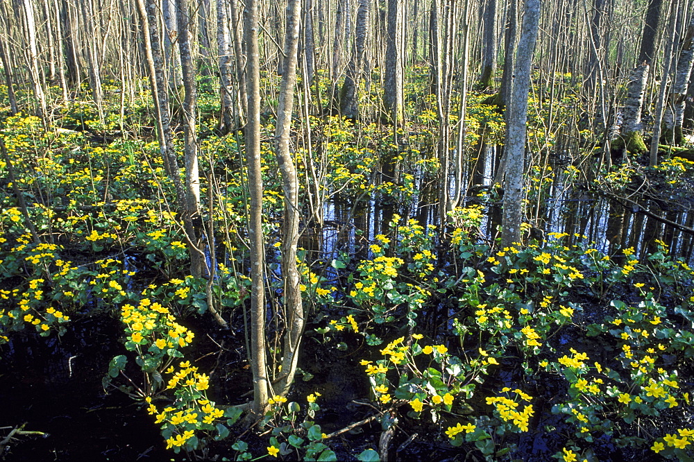 kingcup, caltha palustris, in black alder carr, kemeri np, latvia