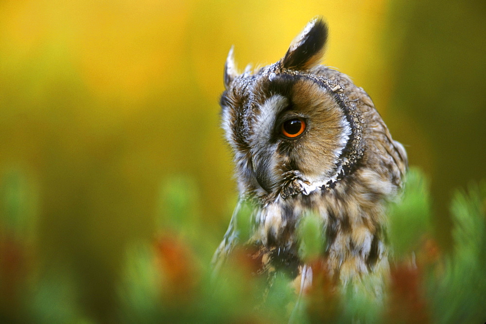 Long eared owl, Asio otus, portrait, Lothian, Scotland, UK