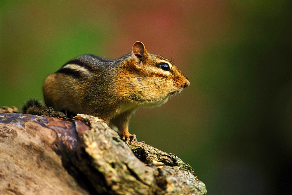 Eastern chipmunk, Tamias striatus, USA