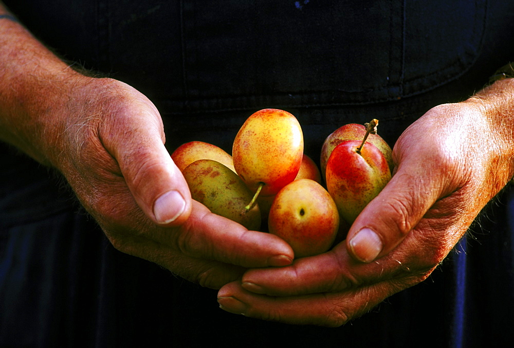 hands