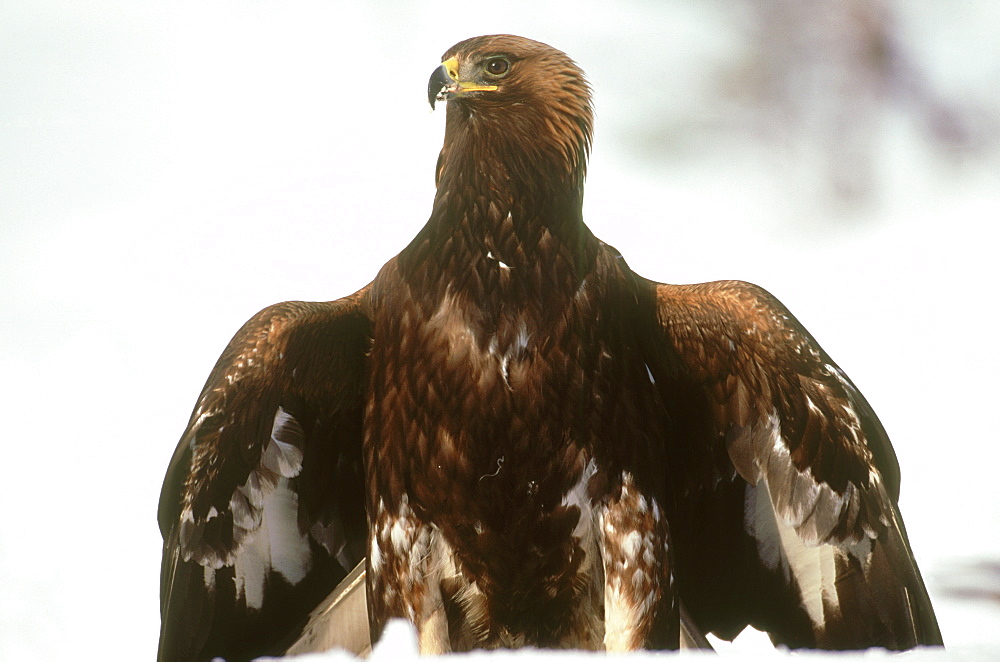 golden eagle, aquila chrysaetos, immature mantling prey, norway