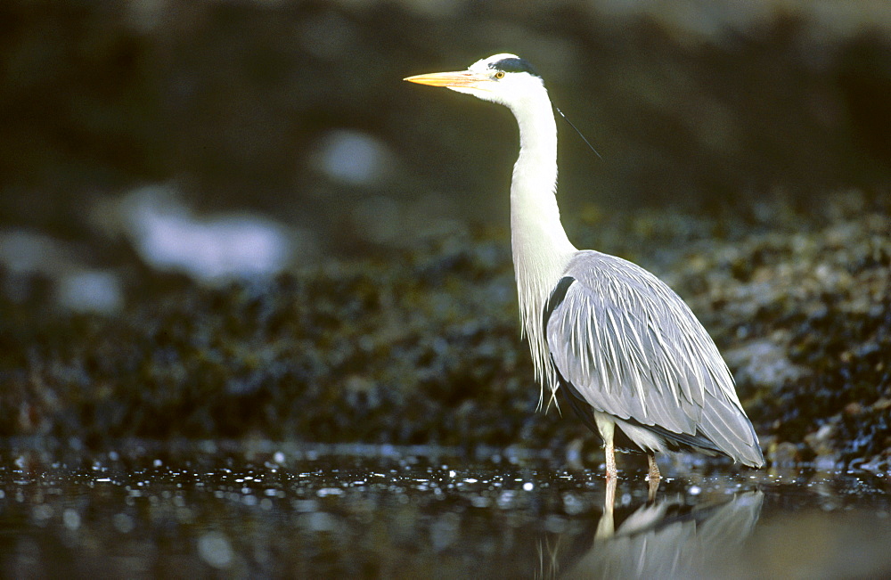 grey heron, ardea cinerea, feeding on foreshore, angus, scotland