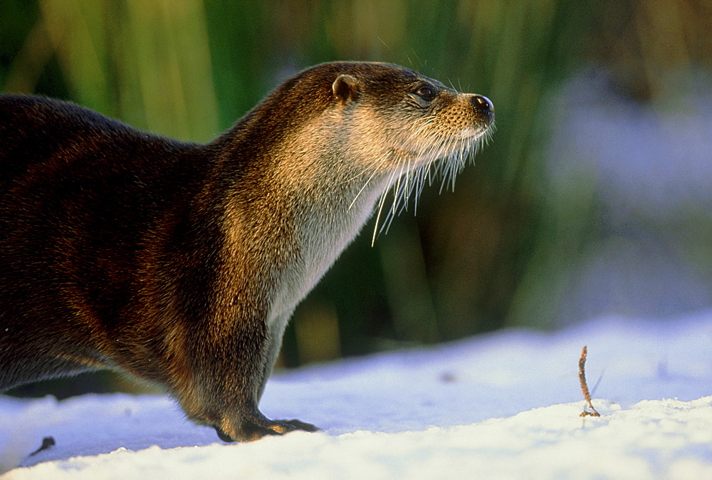 otter: lutra lutra on pond bank otter park aqualutra