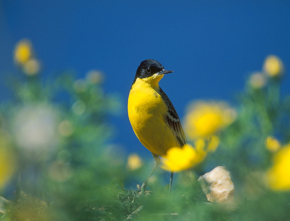 black headed wagtail, motacilla flava, amongst flowers, israel