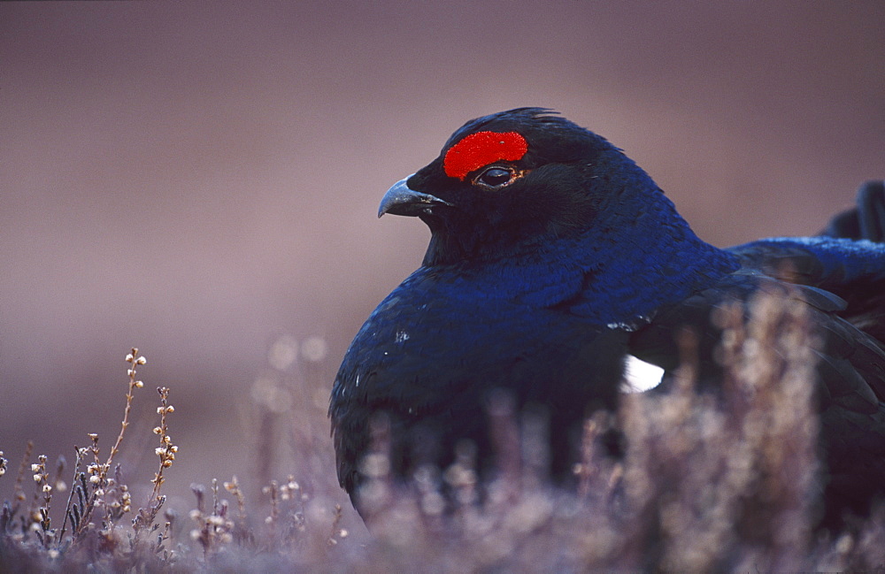 black grouse, tetrao tetrix, male on lek site, angus, scotland