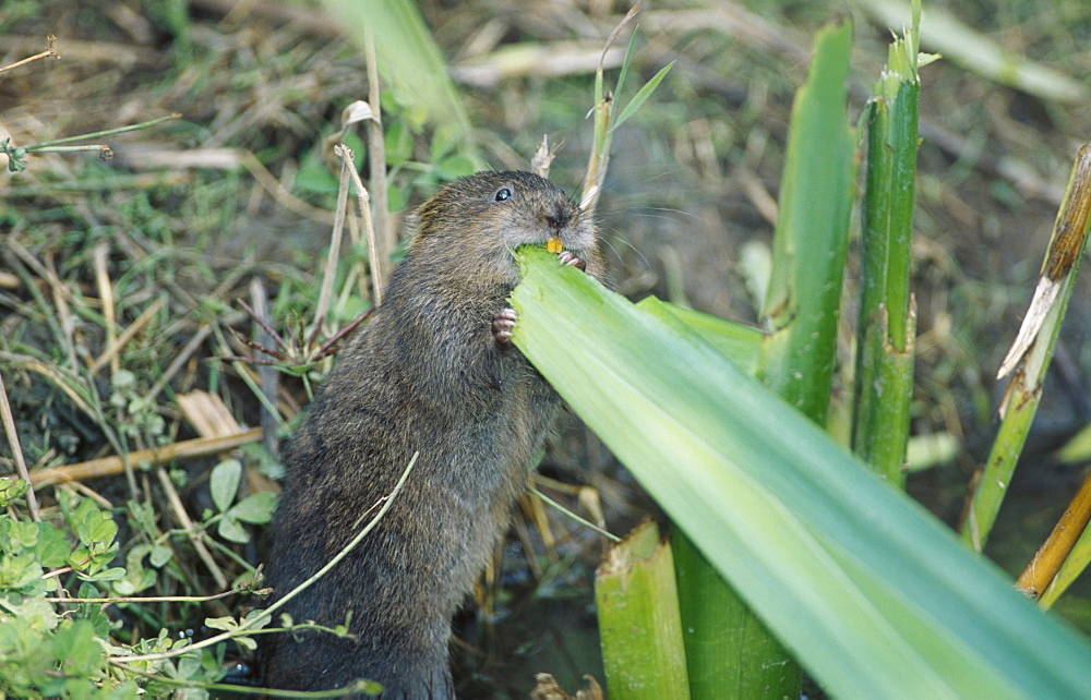 Water vole, Arvicola terrestris, feeding on iris leaves, Kent, England