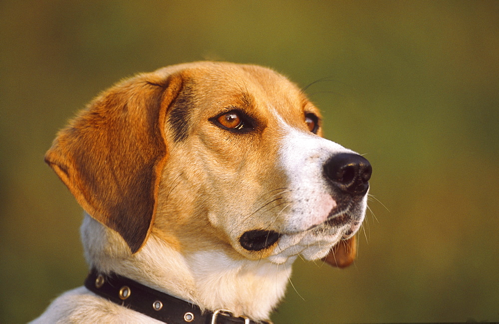 dog, canis familiaris, portrait of female, latvia, europe