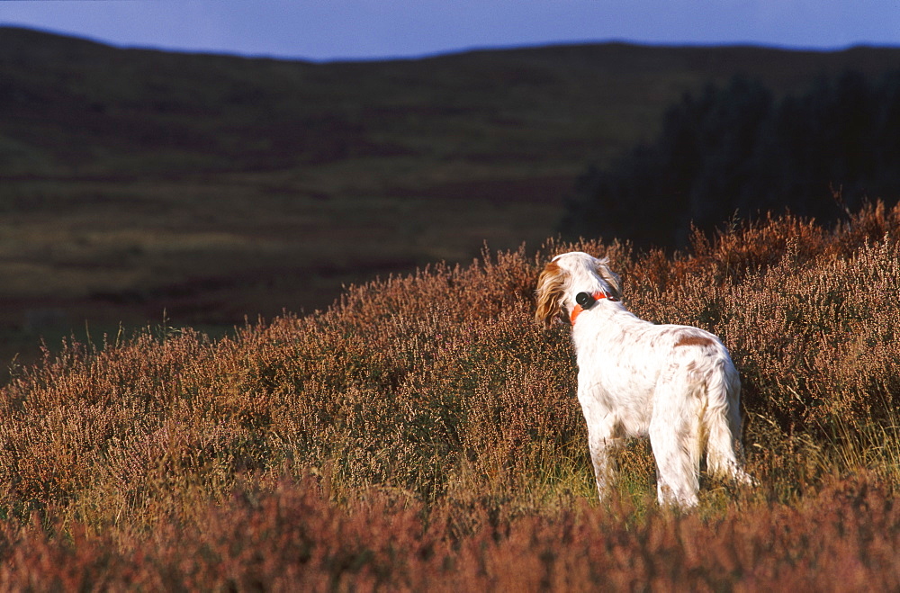 pointer, canis familiaris, perthshire, scotland