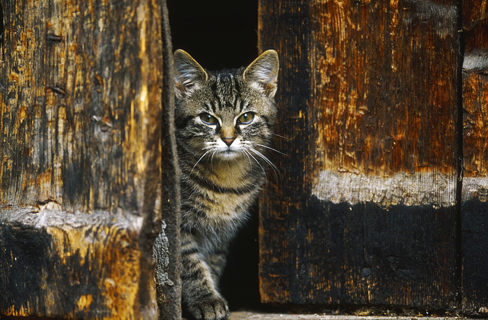 kitten, felis catus, looking between wooden doors, bohemia, europe