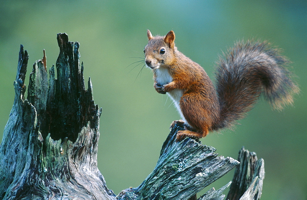 red squirrel, sciurus vulgaris, on log, norway, europe