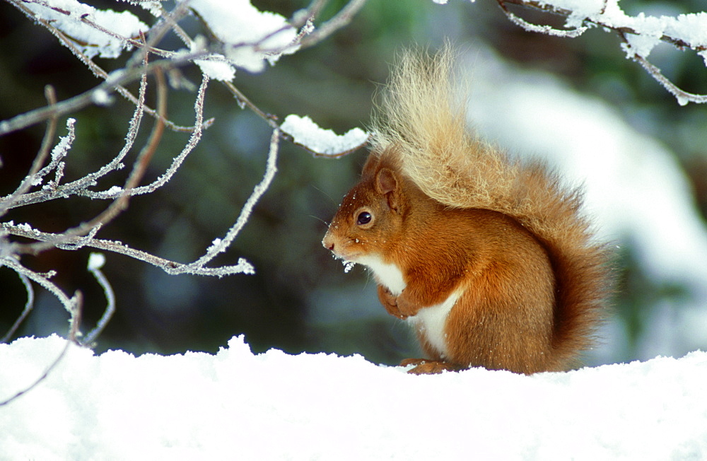 red squirrel: sciurus vulgaris in snow meikleour, perths. scotland