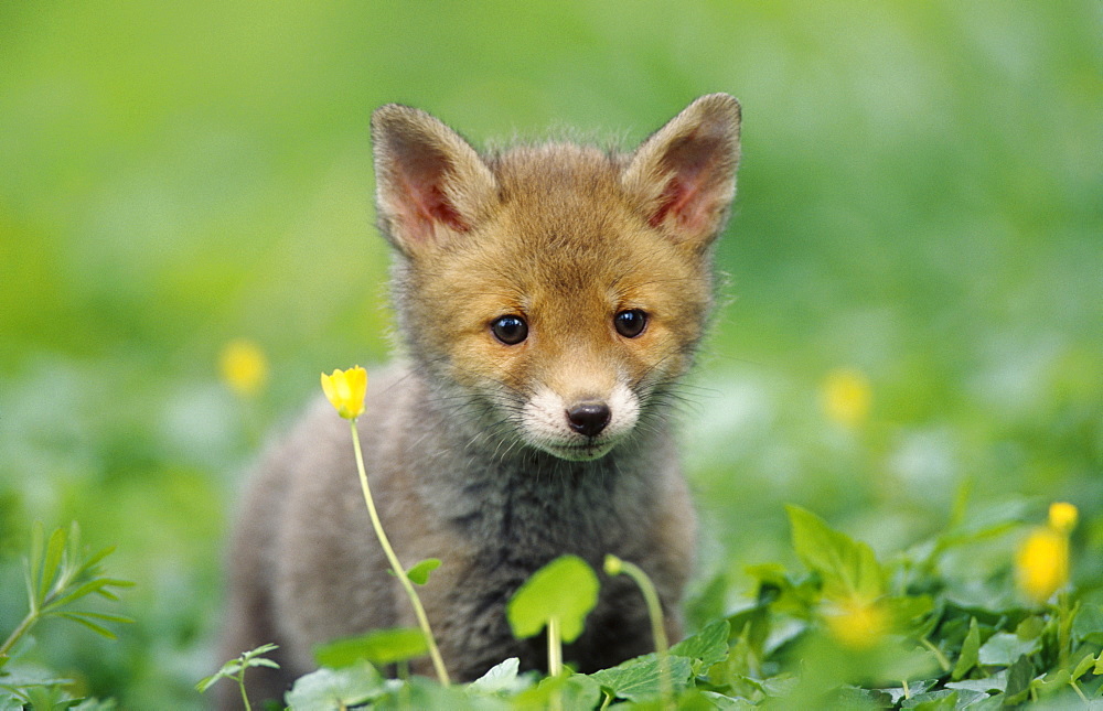 Red fox, Vulpes vulpes, cub, Ayrshire, Scotland, UK