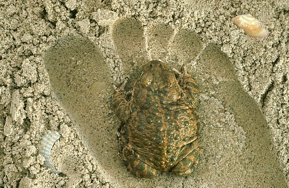 natterjack toad: bufo calamita in sand dune habitat otterpark aqualutra, nl