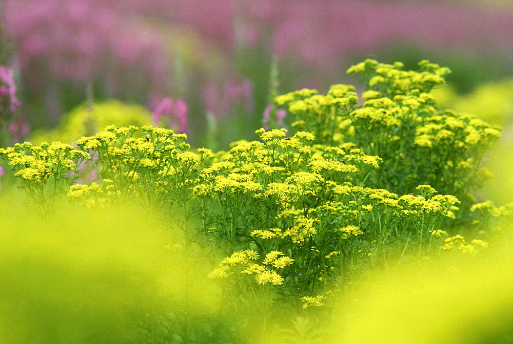 ragwort, senencio jacobea and rosebay willowherb, aberdeenshire, scot