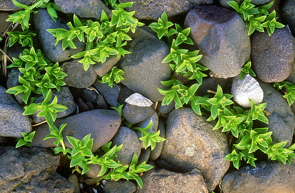 sea sandwort, honkenya peploides, montrose, angus, scotland