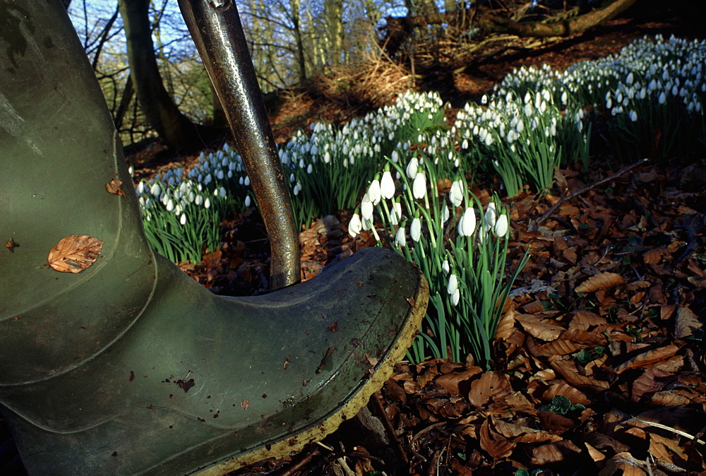 snow drops, galanthus nivalis, digging up wild plants, angus, scotland