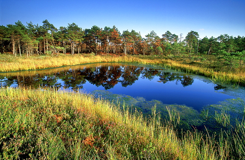 latvian landscapes, bog, kemeri np, latvia